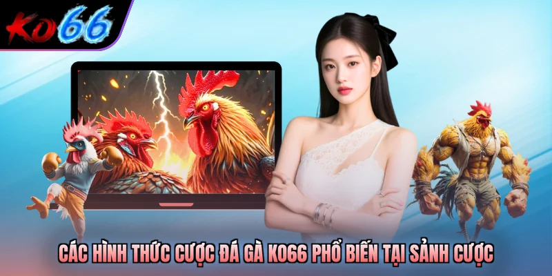 Các hình thức cược đá gà KO66 phổ biến tại sảnh cược