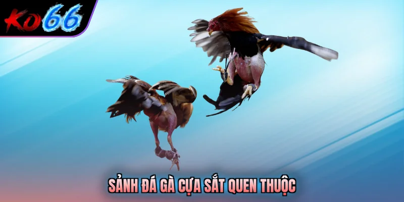 Sảnh đá gà cựa sắt quen thuộc